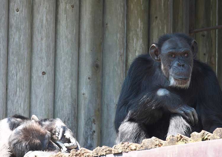 千葉動物園には、2頭のチンパンジーがおり、雄の「サンタ」と雌の「ジージョ」です。長年(共に40歳=1983年生)連れ添っている夫婦です。作品は